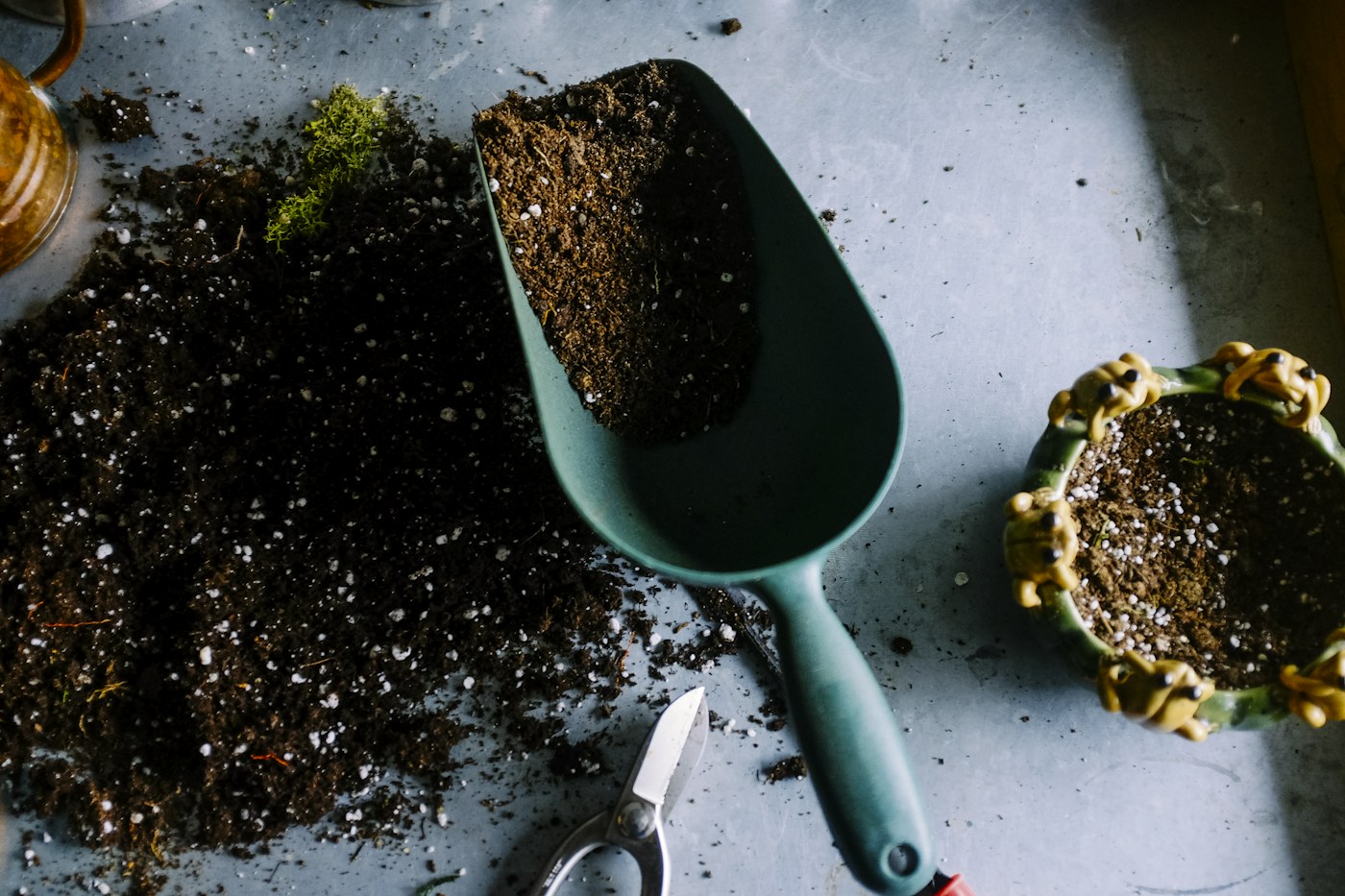 Sculptural green garden planting